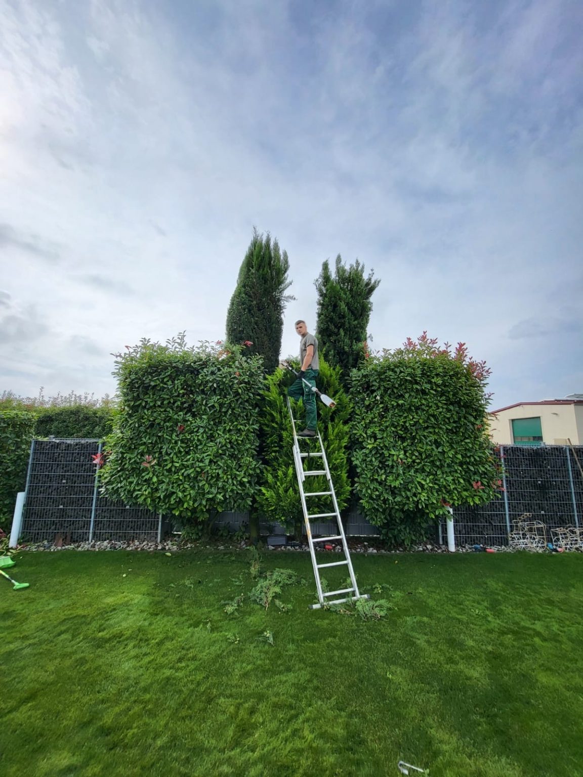 Mitarbeiter von JuVi schneidet auf einer Leiter eine hohe Hecke