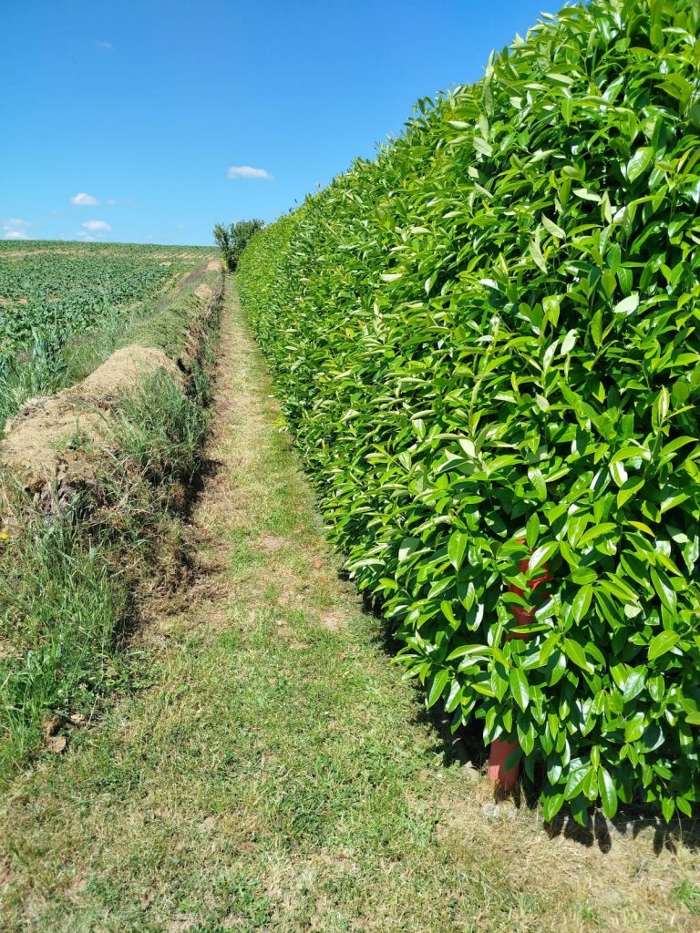 Frisch geschnittene Kirschlorbeerhecke mit abgelegtem Schnittgut
