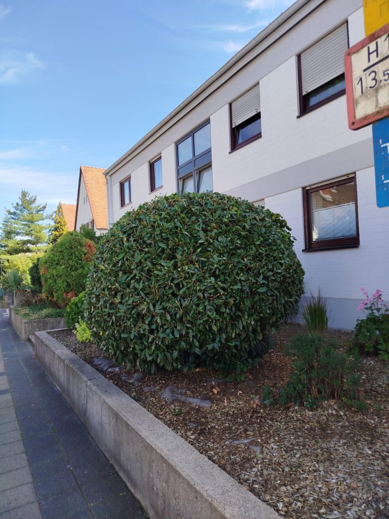 Rund geschnittener Rhododendron in einem gepflegten Beet vor einem Gebäude