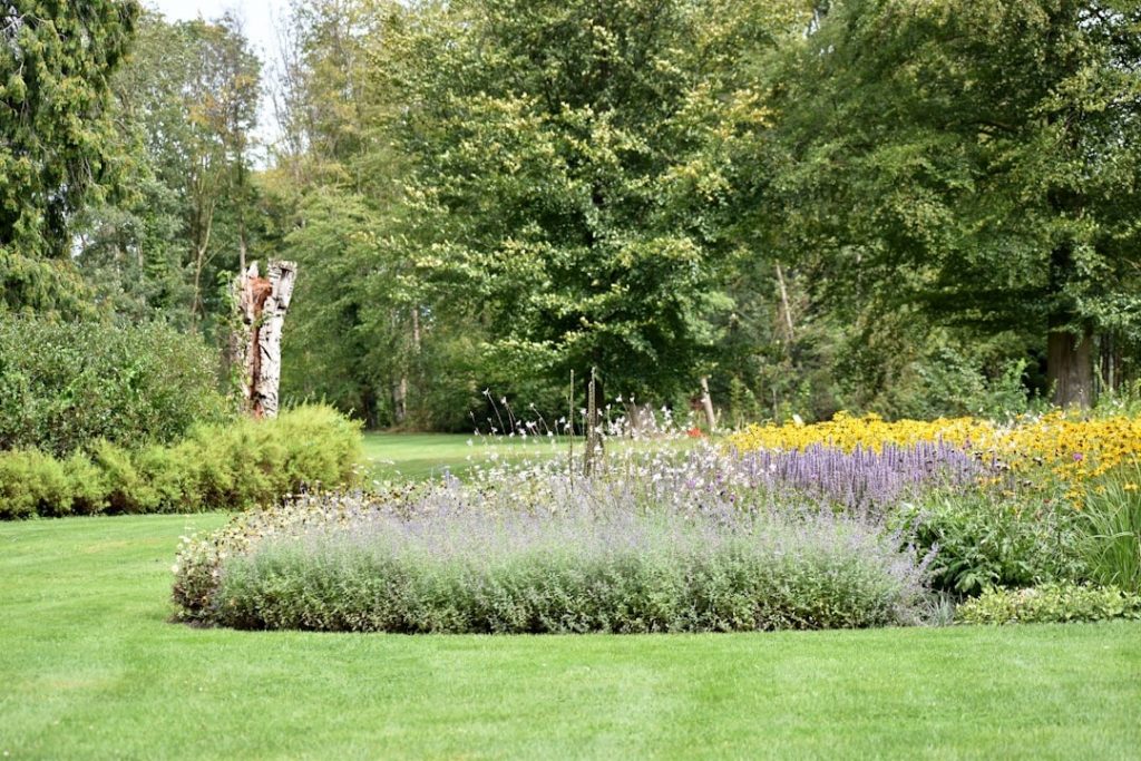 Staudenbeet mit Lavendel und gelben Blüten an einer Rasenfläche